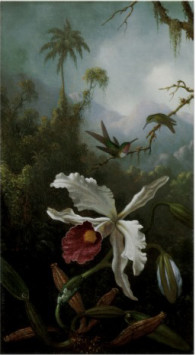 Two Hummingbirds Martin Johnson Heade